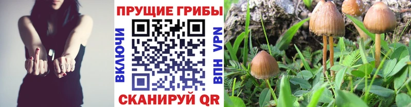 Псилоцибиновые грибы прущие грибы  Купить  Ступино 